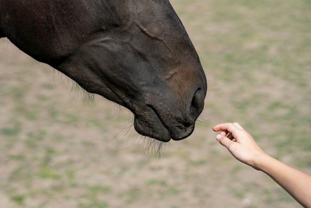 Main tendue vers les naseaux d'un cheval